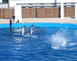 Předváděli nám skoky ve dvojicích