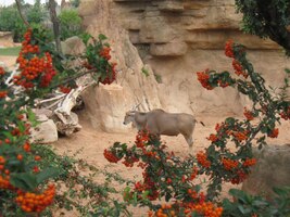 Mírumilovný buvol uprostřed květů