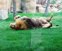 a vzápětí se rozvaluje jako děvka