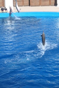 a předváděli, co všechno umí