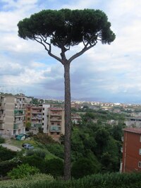 Sestupujeme z vrchu Capodimonte