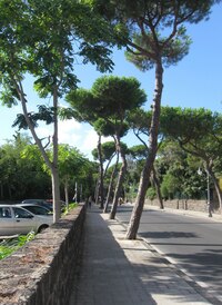 Cesta pod piniemi je sice příjemná,