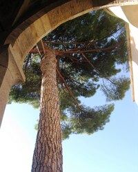 V rajském dvoře ční k nebi stromy,