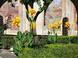 kvetou obrovské žluté orchideje