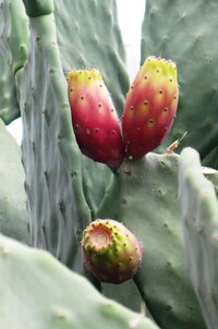 Vždyť tu všechno ikvete