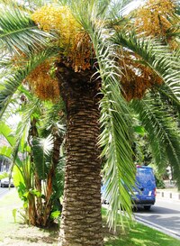 Kolem bují středomořská vegetace,