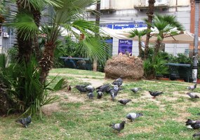 Neapolští holubi právě večeří