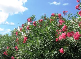 Nad hlavou nám kvetou keře a stromy