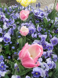 s jezdeckou sochou krále a květinami,