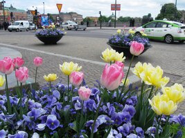 kterých jsou tu celé záhony