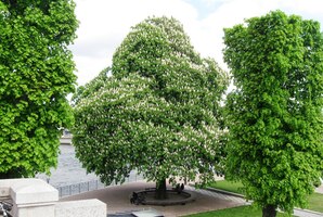 Typické švédské "huňaté" kaštany