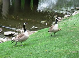 a kačky zrovna vyvádějí mláďata