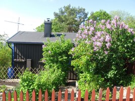 kolem dřevěných domků