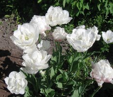 Obdivujeme neobvyklé tulipány