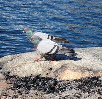 na promenádu kolem jezera