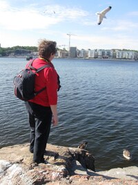 K holublm se přidávají kachničky,