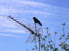 a krátce hovoříme s kavkou