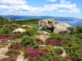 Květena zde má horský charakter