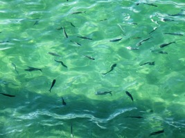 a pozorujeme rybičky