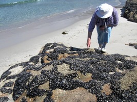 plné ústřic slávek