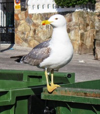 NE 1.6. - Dobré ráno, příteli, je krásný den!