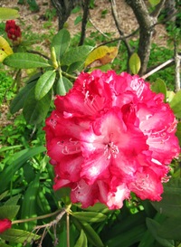 a tuhle ještě červenější