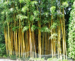 míjíme "bambusiový plot"