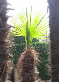 a tohle by mohla být palma, že?