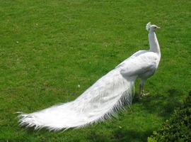 bílý páv nebo páv albín?