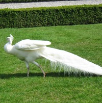 Další uvítání přichstal tento chlapík -