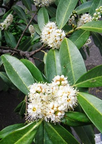 Předchozí modrou a tuto bílou,