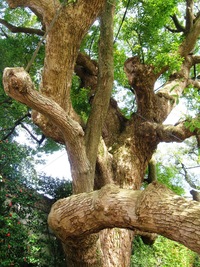 jak vidno - skutečný gigant!