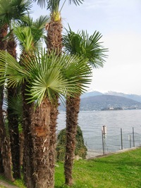 Příbřežní promenáda s exotickou florou