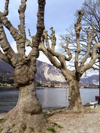 s podivuhodnými stromy