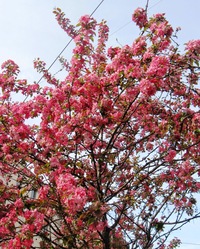 a usedli znaveni pod rozkvetlou sakurou