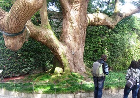 Vítá nás "uvítací strom",