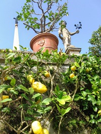 Citrusy poznám i já - laik