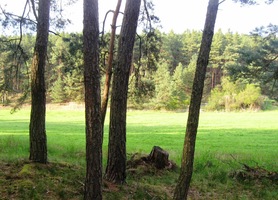 a cesta stoupá lesem