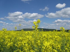 Na podzim už tak krásně asi mít nebudeme...