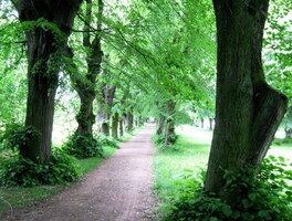 Vyrážíme 3km dlouhou alejí