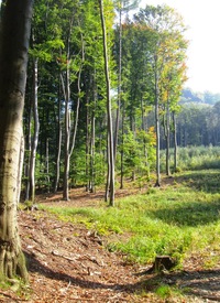 a tak vzhůru do lesů!