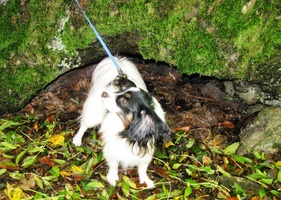 Tady je Rambo "pod placatým kamenem",