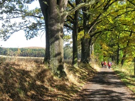 s podzimem žloutnoucími listy