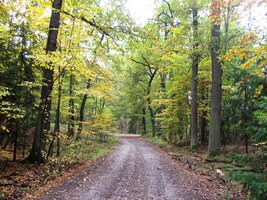 Tak jen dál luzným lesem,