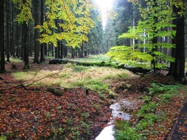 Krásnými lesy Jihlavských vrchů