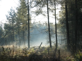 Ranní mlhy v Ostrovských skalách