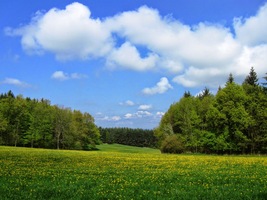 Je duben a všude plno pampelišek