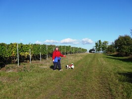 Rambovi se mezi vinicemi moc líbilo