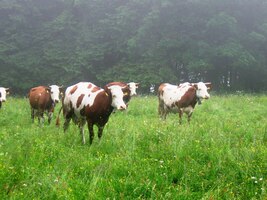 Místní usedlíci se tomu očividně diví