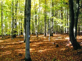 a pak už stoupáme bučinou